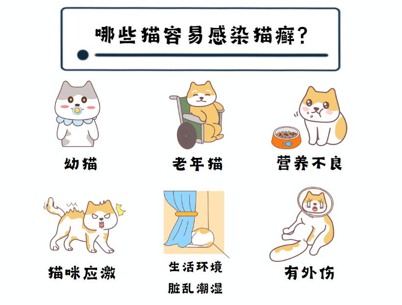 猫癣的治疗方法