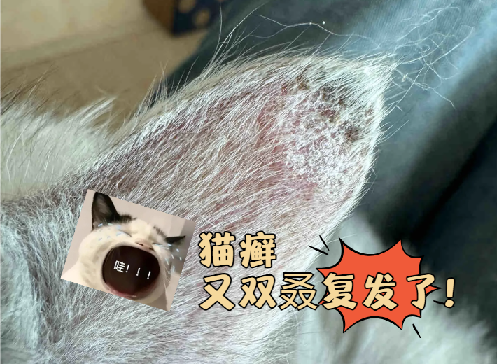 猫咪猫癣总是反复怎么办？