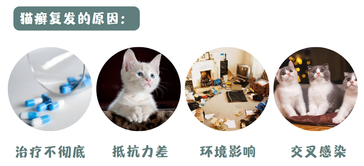 猫癣为什么总是复发