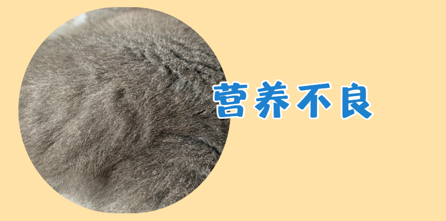 猫咪大量掉毛