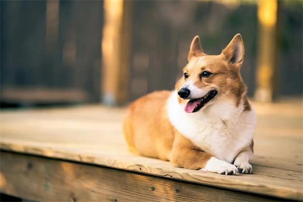 犬钩虫病会传染给人吗 犬钩虫病怎么治疗