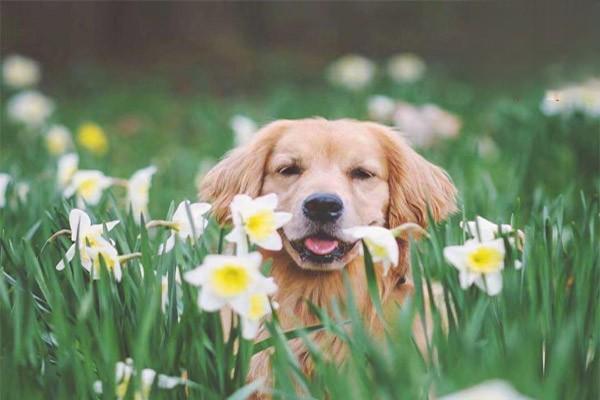 金毛猎犬价格