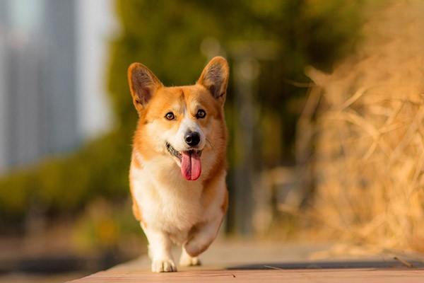 梅雨季节狗狗怎么预防犬皮肤病