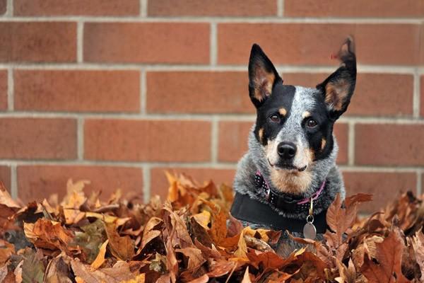 什么是犬瘟热后遗症 犬瘟热后遗症治疗方法