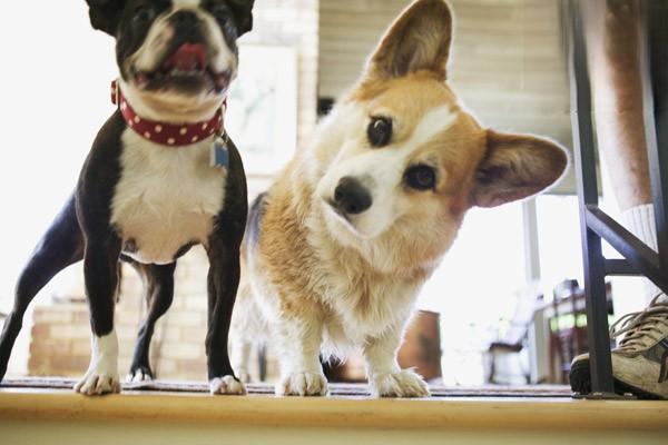 什么是犬瘟热后遗症 犬瘟热后遗症治疗方法