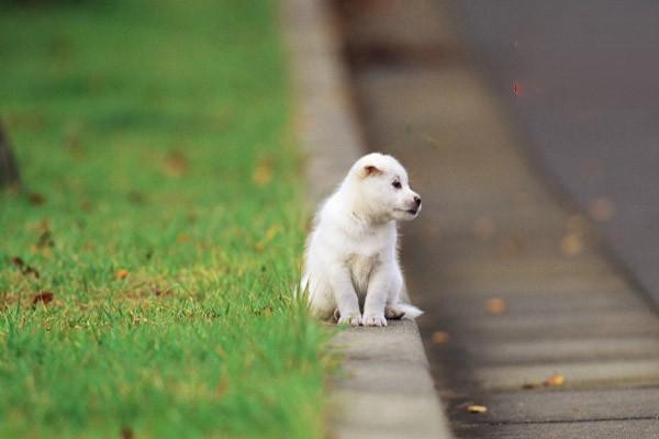 犬呼吸道疾病