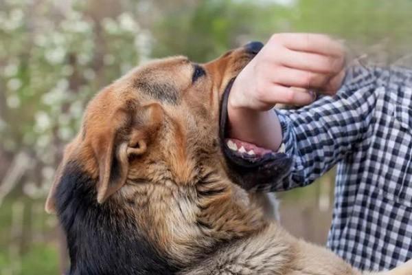 狗排泄物有狂犬病毒吗.jpg