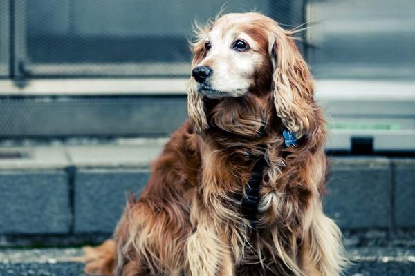 什么是犬布氏杆菌病