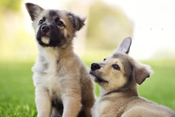 犬瘟热初期症状 犬瘟热怎么治