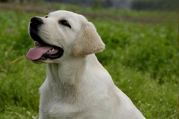 什么是犬癫痫