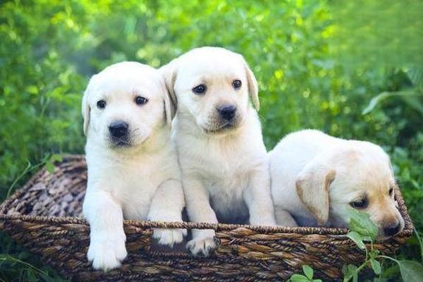 0-1岁幼犬幼猫通用简单喂养指南